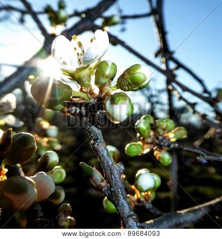 pciture of a plum blossom early on the morning