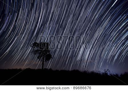The Stars Night Of Startails Over Tree