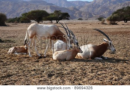 Arabian Oryx Family