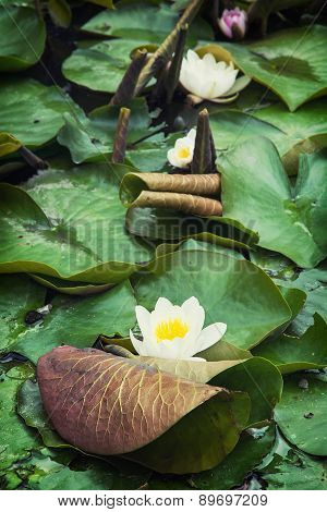 Beautiful Blooming Water Lilies In The Garden