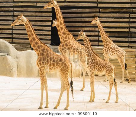 The giraffs of zoological parc of Paris.