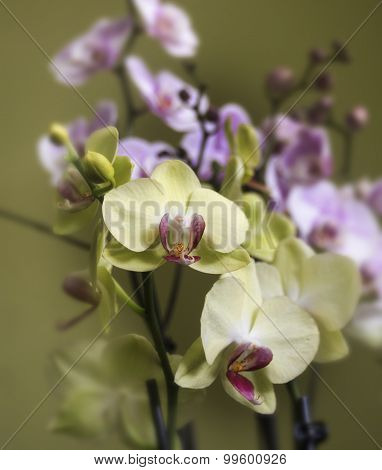 Blooming Orchid
