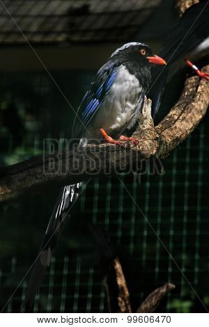 Red-billed blue magpie (Urocissa erythrorhyncha). Wild life animal. 