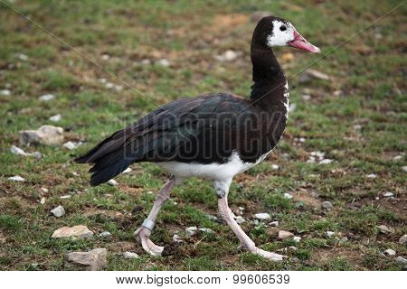 Spur-winged goose (Plectropterus gambensis). Wild life animal. 