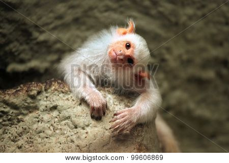 Silvery marmoset (Mico argentatus). Wild life animal. 