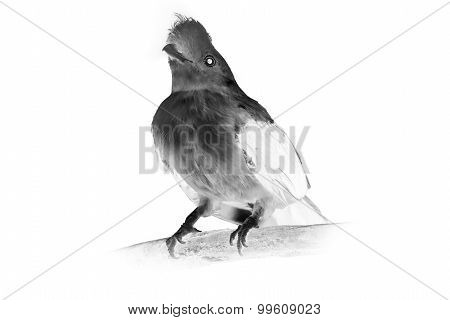 Black and white portrait of bird, Cotinga, Cock on the rock