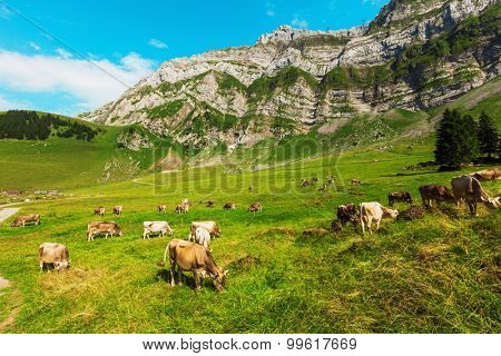 Cows grazing in a typical Alpine landscape