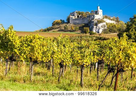ruins of Falkenstein Castle with vineyard in autumn, Lower Austria, Austria