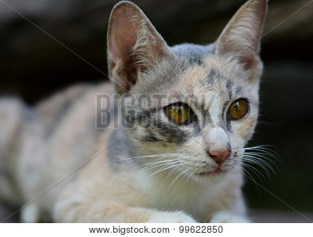 gray cats