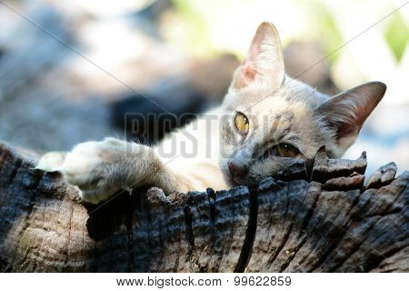 gray cats
