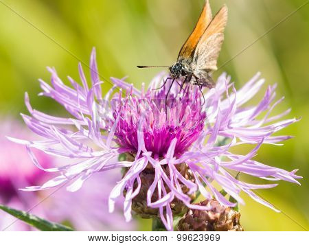 Butterfly On Brown Knapweed, Centaurea Jacea Macro, Selective Focus