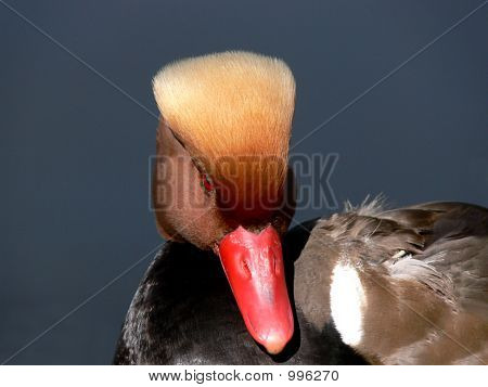 Duck 004