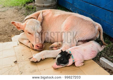 Cows And Pigs
