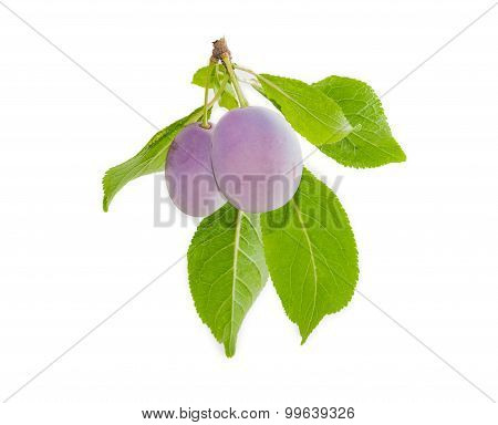 Two Plums On A Branch Closeup On A Light Background