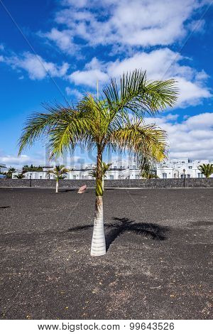 Appartments With Palm Tree In Playa Blanca