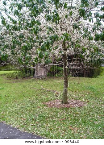 Abundante árvore carregada de flores brancas
