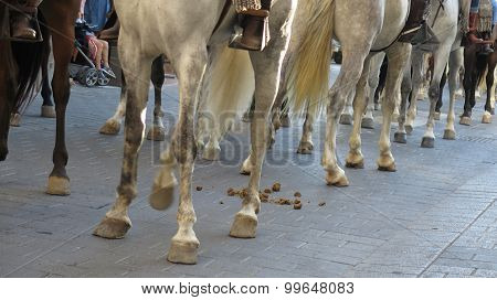 Horses