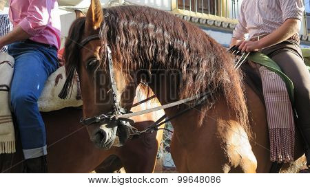 Horses Head