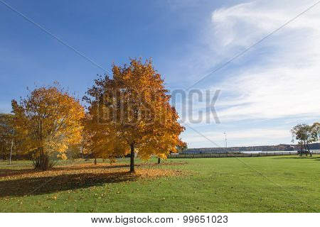 Golden Autumn Tree Latvia