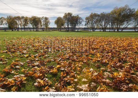 Golden Autumn Tree Latvia