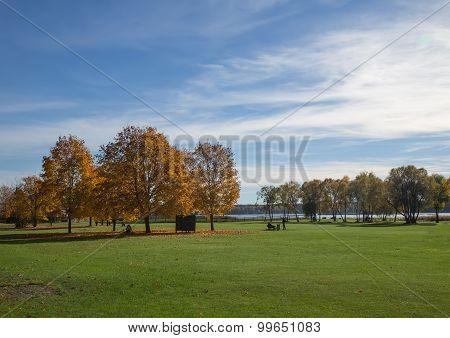 Golden Autumn Tree Latvia