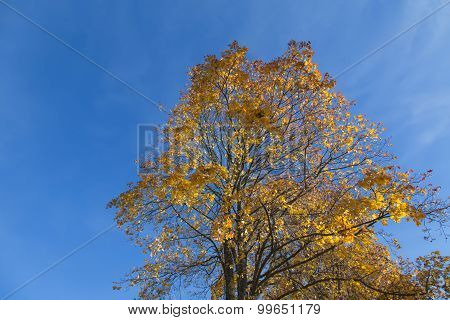 Golden Autumn Tree Latvia