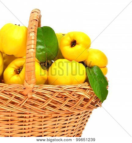 Quince In The Basket Isolated On White
