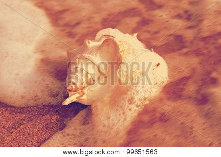 sea shells with sand as background retro
