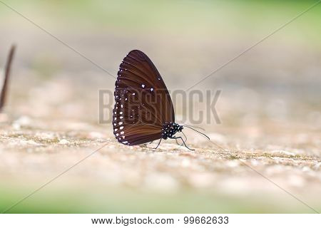 Butterfly : Common Crow in natural park.