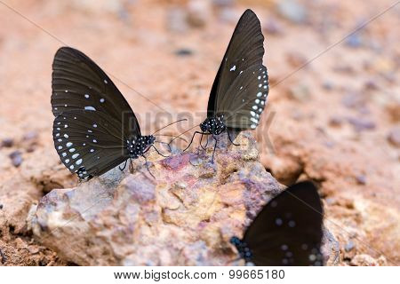 The Butterfly 