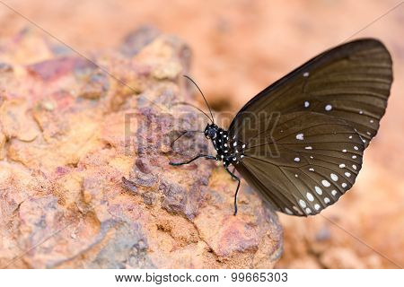 The Butterfly 