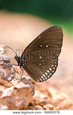 The Butterfly 