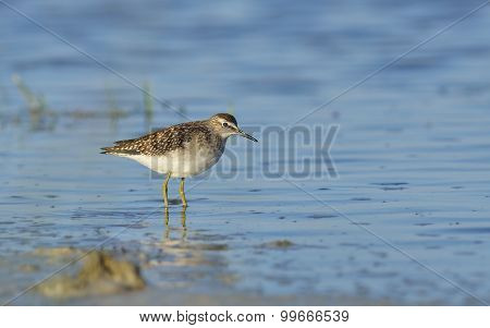 Green Sandpiper In Natural Habitat ( Tringa Ochropus)