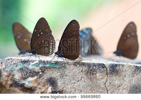 The Butterflies 