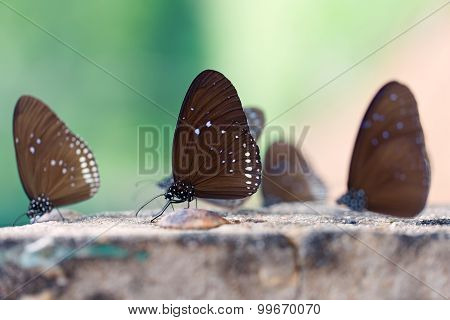 The Butterflies 