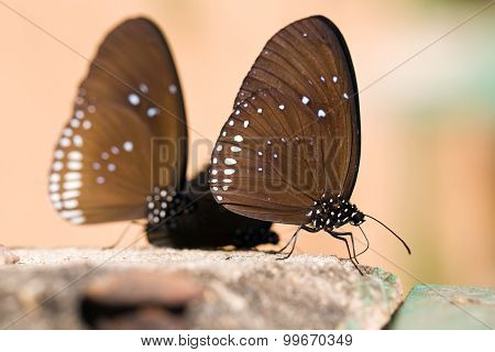 The Butterflies 