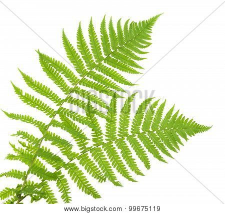 Ferns Isolated On White, Cutout