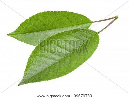 Cherry Leaves Isolated