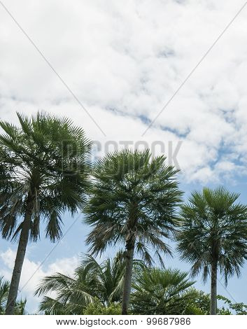 Toddy Or Sugar Palm