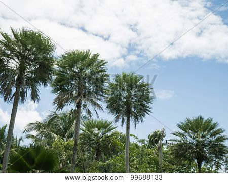 Toddy Or Sugar Palm