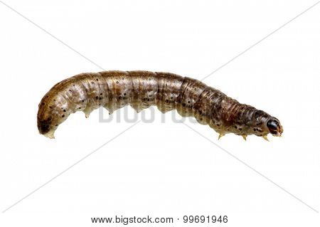  caterpillar isolated on a white background 