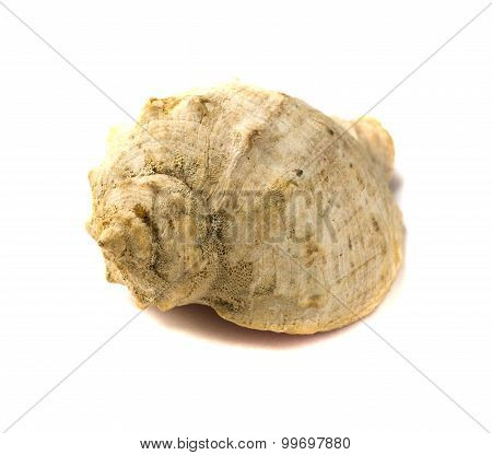 Sea shell isolsted on white background