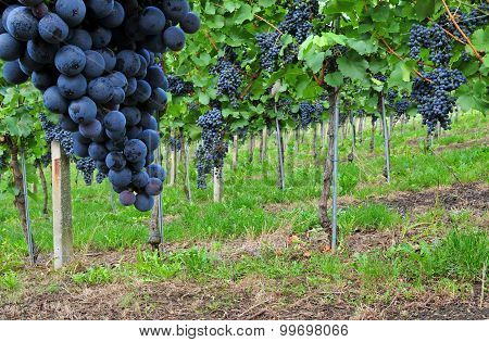 Red grapes