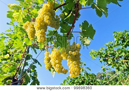 White grapes with blue sky in the background