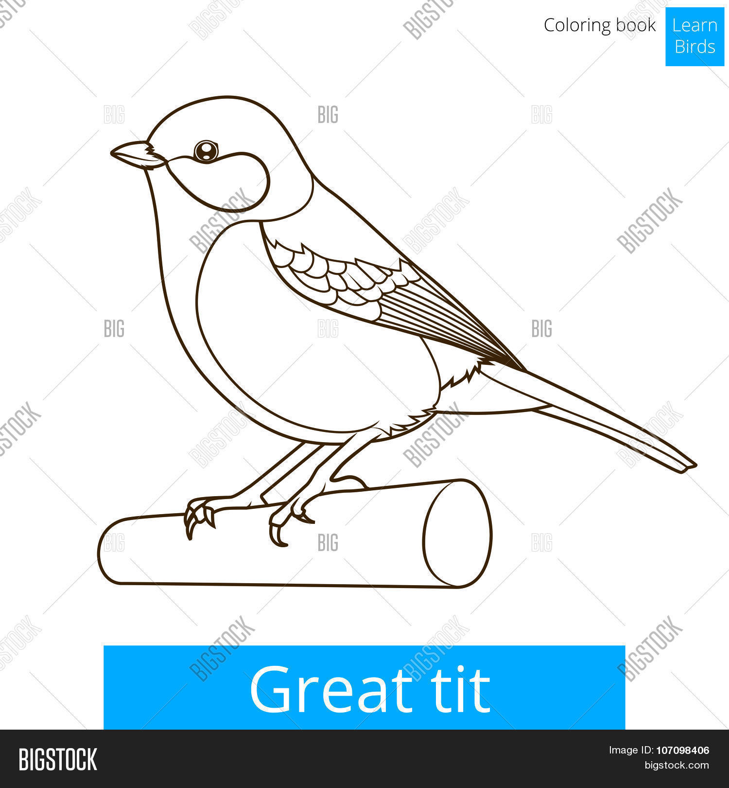 Great Tit Learn Birds Vector & Photo (Free Trial) | Bigstock