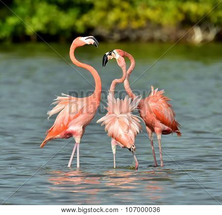 Mating Dance Of A Flamingo