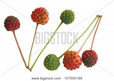 Cornus Kousa Dogwood Fruit