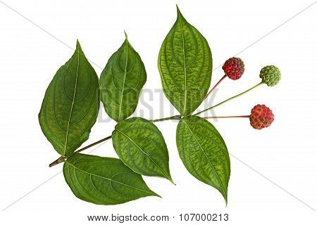 Cornus Kousa Dogwood Fruit And Leaf