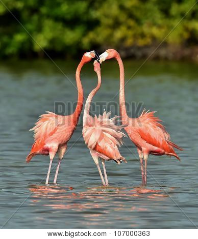 Mating Dance Of A Flamingo