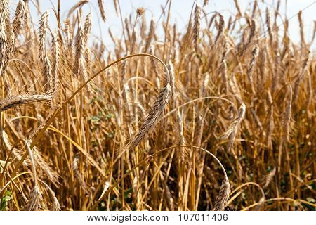 ripened cereals. field